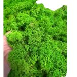 Reinder moss pistachio 5kg - Image 4