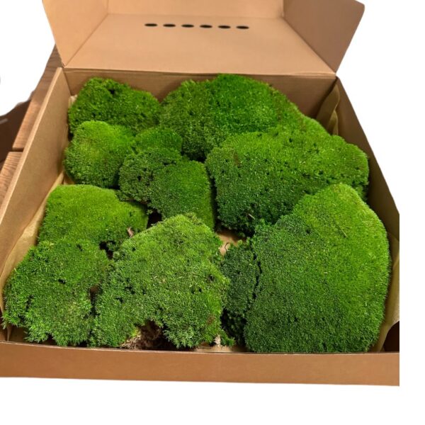 Preserved ball moss - Image 2