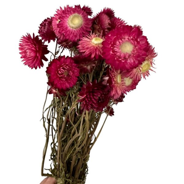 Dry Strawflower fuchsia - Image 6