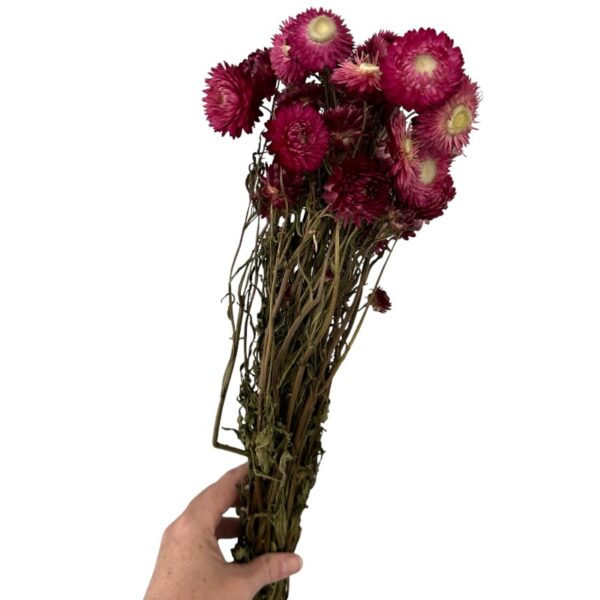 Dry Strawflower fuchsia - Image 5