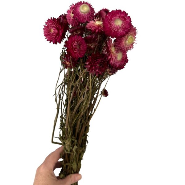 Dry Strawflower fuchsia - Image 4