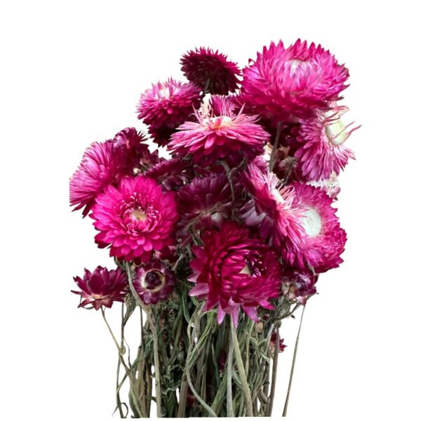 Dry Strawflower fuchsia