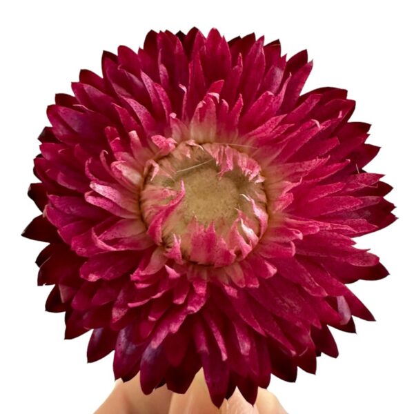 Dry Strawflower fuchsia - Image 2