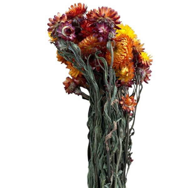Dry Strawflower orange - Image 4