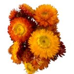 Dry Strawflower orange