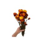 Dry Strawflower orange
