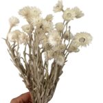 Dry Helichrysum white - Image 6