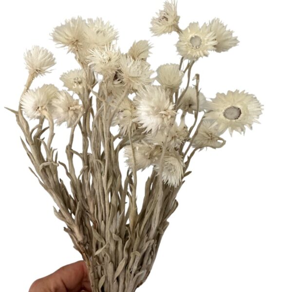 Dry Helichrysum white - Image 6