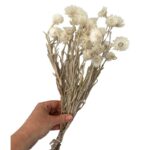 Dry Helichrysum white - Image 5