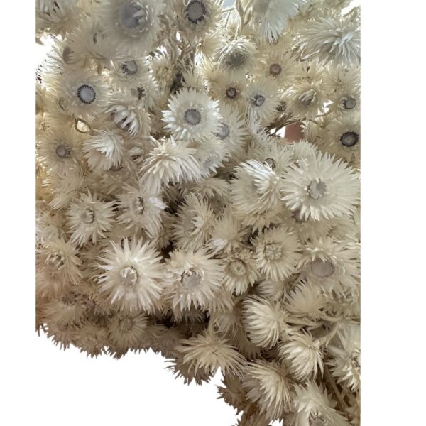 Dry Helichrysum white - Image 3