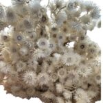 Dry Helichrysum white - Image 2