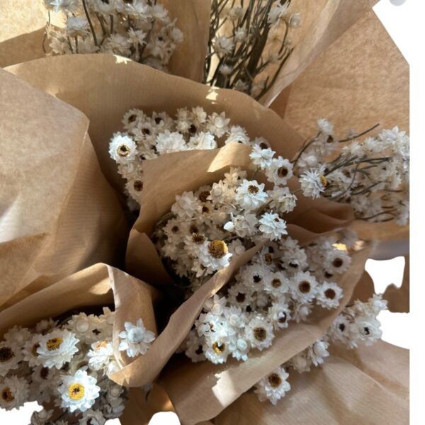 Dry Ammobium white - Image 6