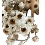 Dry Ammobium white - Image 5