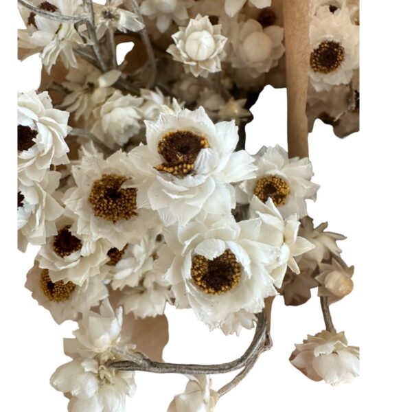 Dry Ammobium white - Image 5