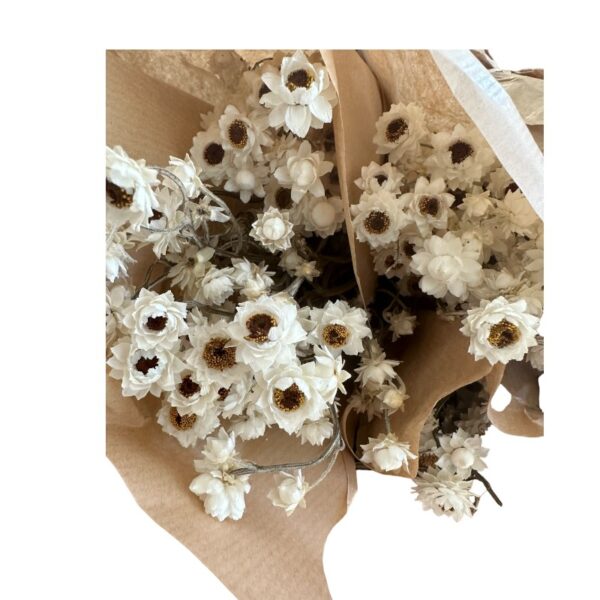 Dry Ammobium white - Image 4