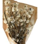 Dry Ammobium white