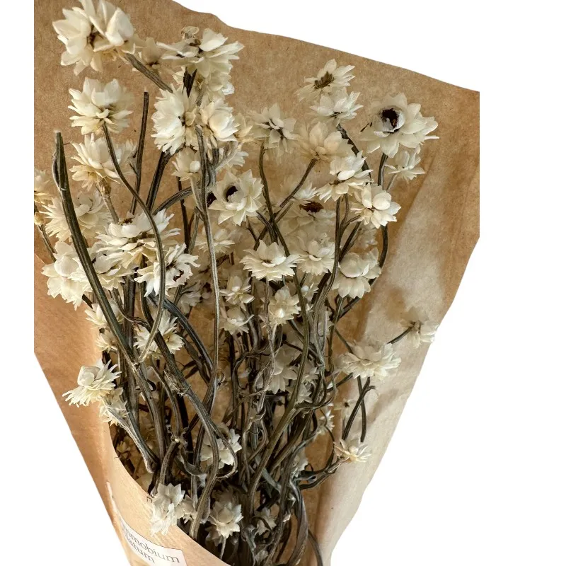 Dry Ammobium white