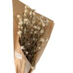 Dry Ammobium white - Image 2