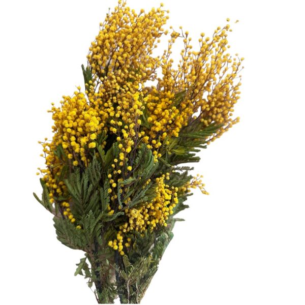 Preserved Acacia Mimosa yellow - Image 4