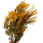 Preserved Acacia Mimosa yellow - Image 3