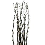 Preserved Salix snow flake - Image 5