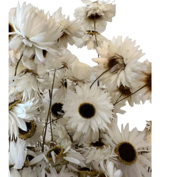 Dry Acroclinium white - Image 4