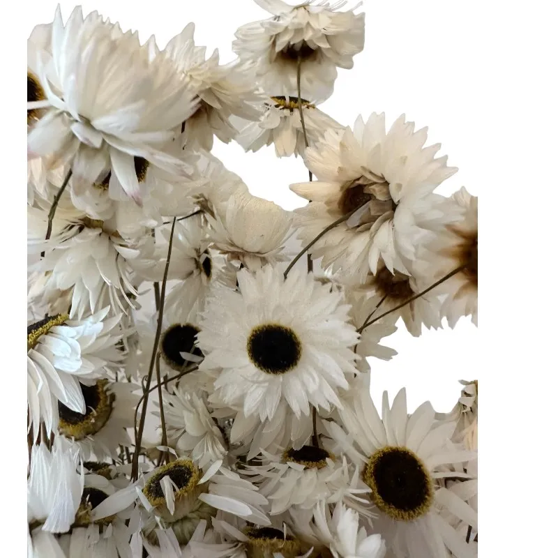 Dry Acroclinium white - Image 4