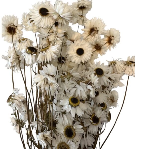 Dry Acroclinium white