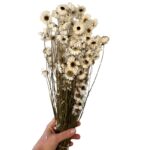 Dry Acroclinium white - Image 2