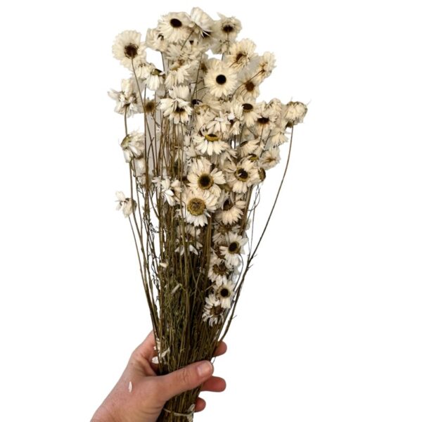 Dry Acroclinium white - Image 2