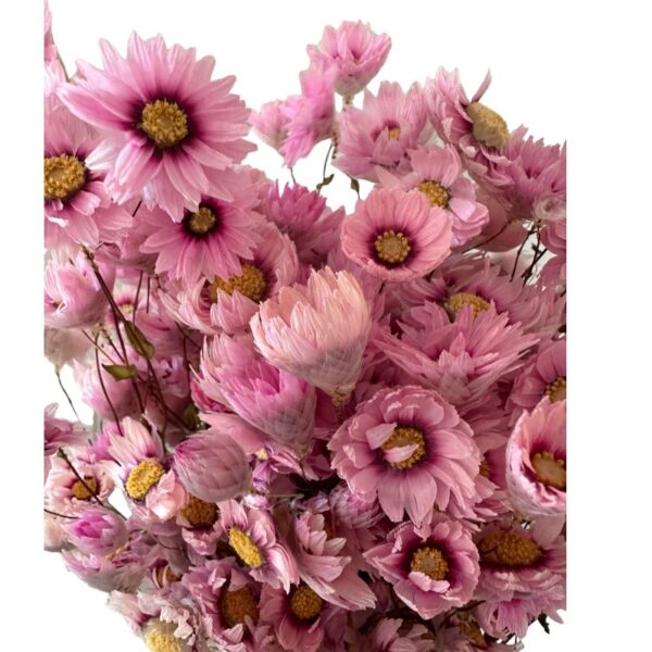 Dry Acroclinium pink