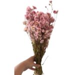 Dry Acroclinium pink - Image 3