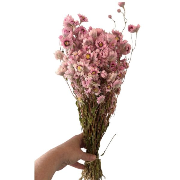 Dry Acroclinium pink - Image 3