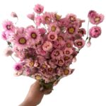Dry Acroclinium pink - Image 2