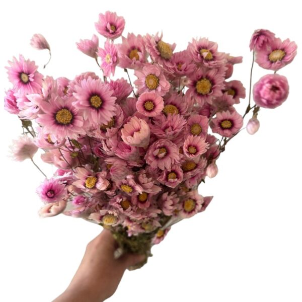 Dry Acroclinium pink - Image 2