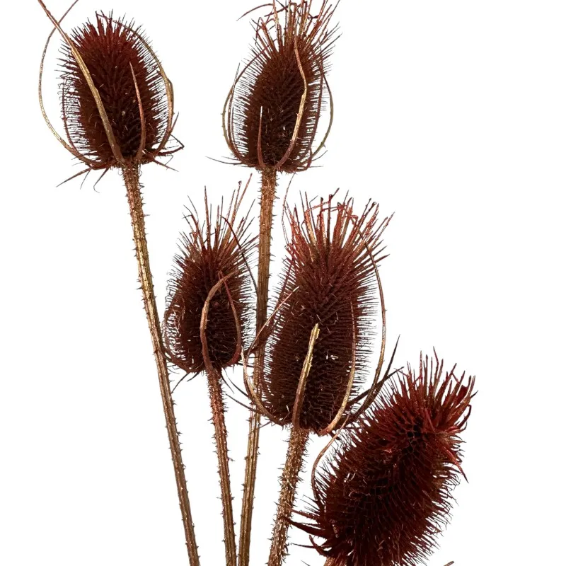 Dry copper colored chardon