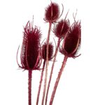 Dry fuchsia Chardon - Image 4