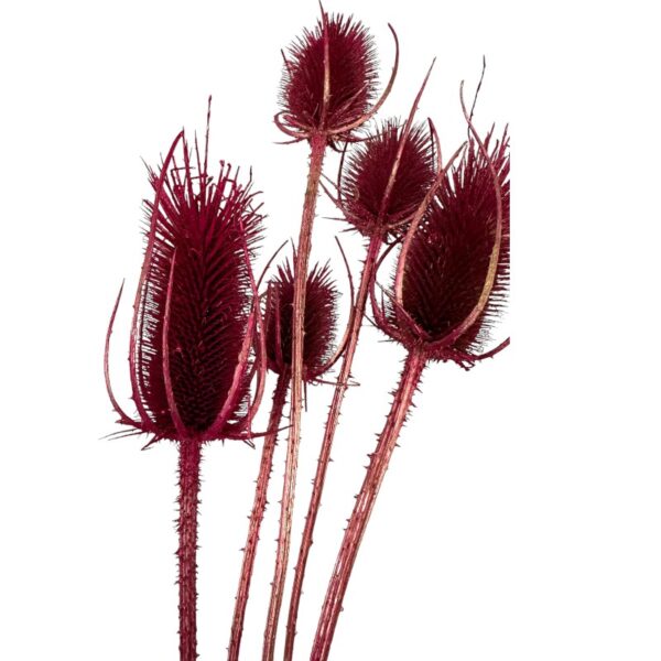 Dry fuchsia Chardon - Image 4