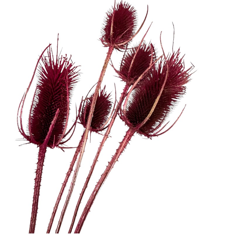 Dry fuchsia Chardon