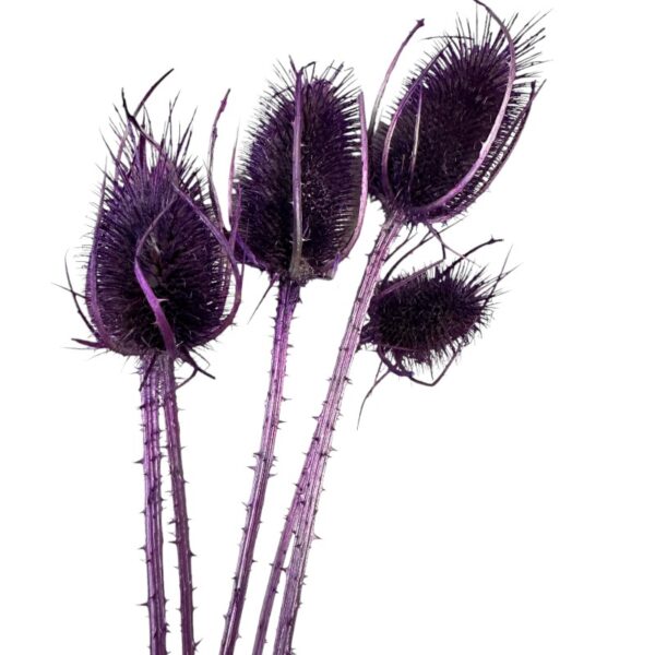 Dry lilac Chardon - Image 4
