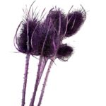 Dry lilac Chardon