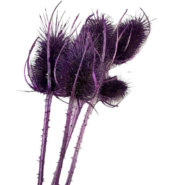 Dry lilac Chardon