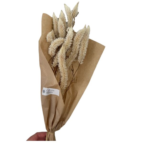 Dry white Celosia - Image 4
