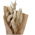 Dry white Celosia - Image 2