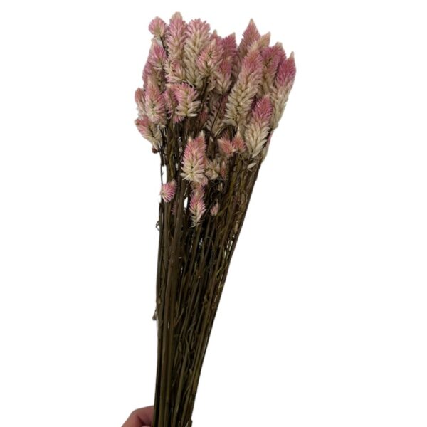 Dry Celosia pink - Image 3