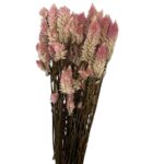 Dry Celosia pink - Image 2