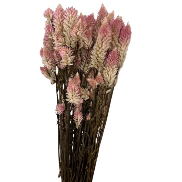 Dry Celosia pink - Image 2