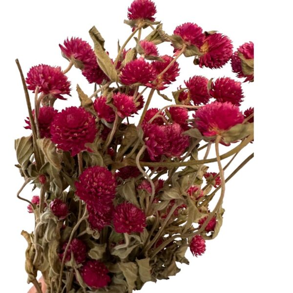 Dry purple Gomphrena