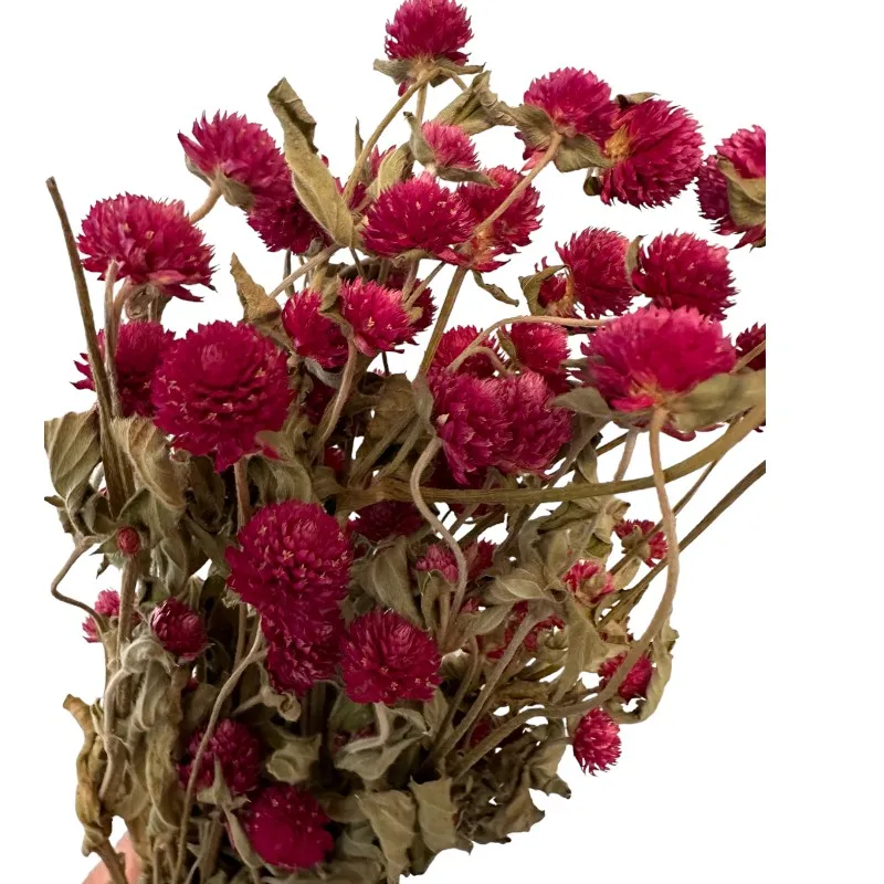 Dry purple Gomphrena