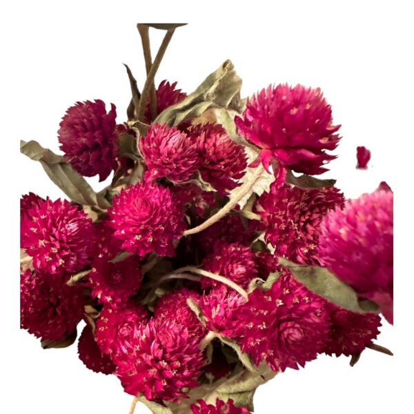 Dry purple Gomphrena - Image 4
